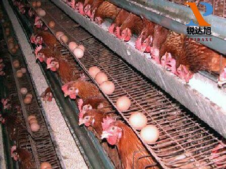 Latest company blogs about The role of calcium formate in the feed of laying hens